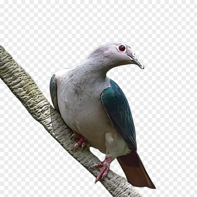 Pigeons And Doves Beak Bird Stock Dove Rock PNG