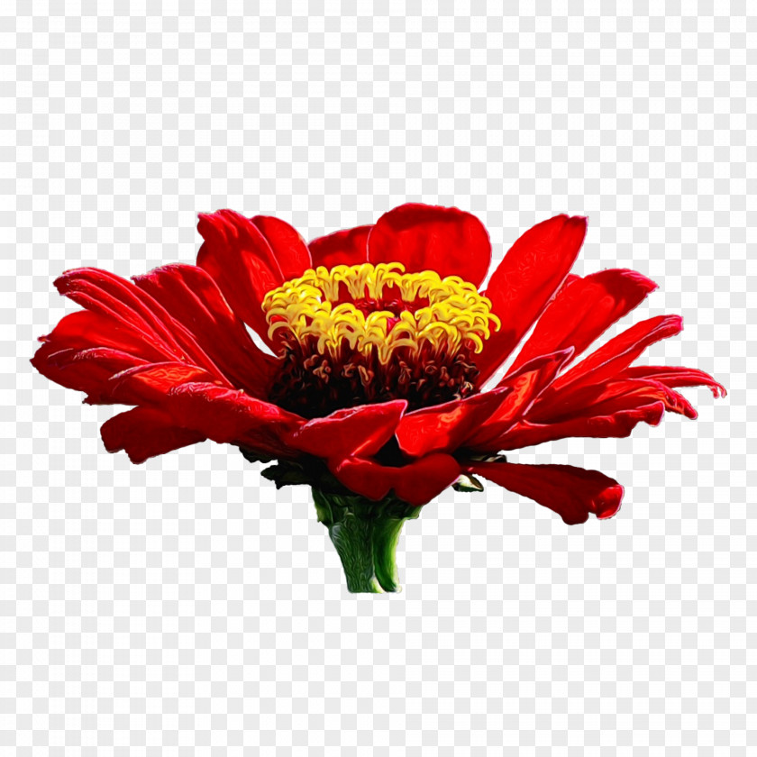 Transvaal Daisy Cut Flowers Clip Art Zinnia PNG