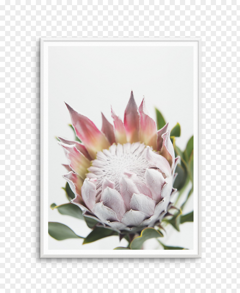 Window King Protea Bookcase Shelf Art PNG