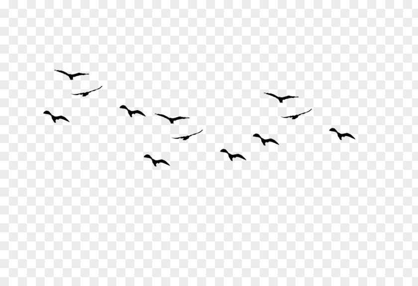 Bird Flight Gulls Drawing Birds PNG