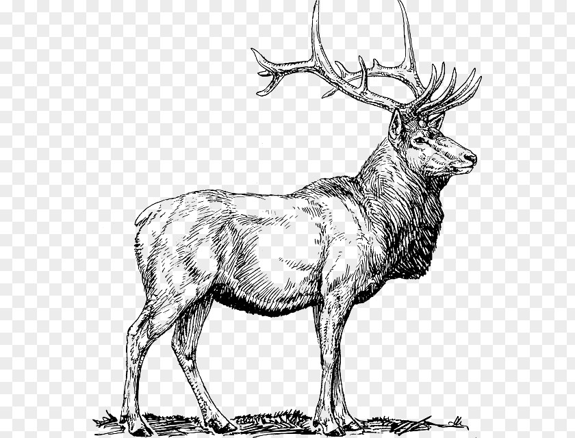 Deer Elk White-tailed Drawing Clip Art PNG
