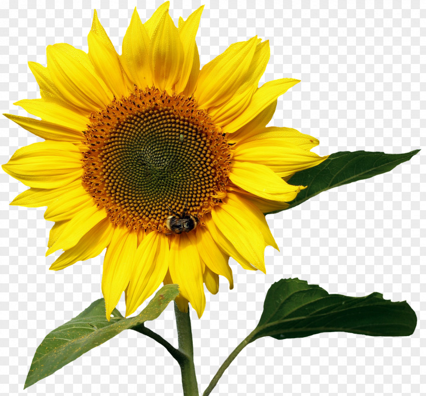 Sunflower Image File Formats Photography PNG