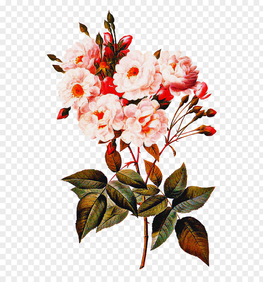 Twig Cut Flowers Flowering Plant Flower Branch Blossom PNG
