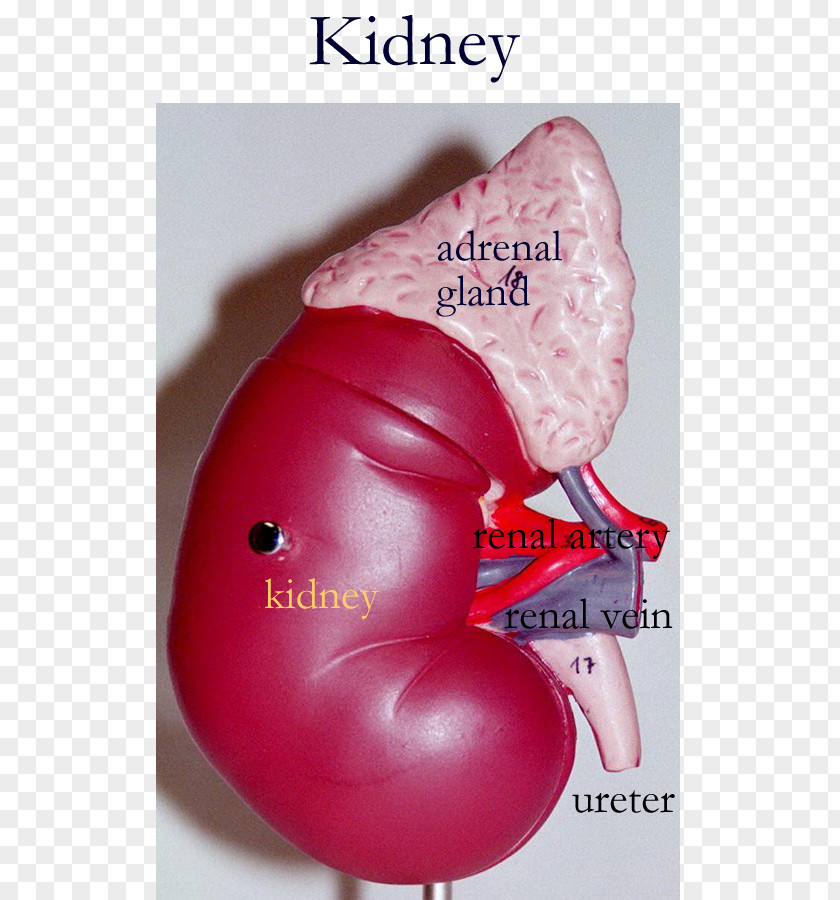 Blood Kidney Circulatory System Anatomy Renal Pelvis PNG
