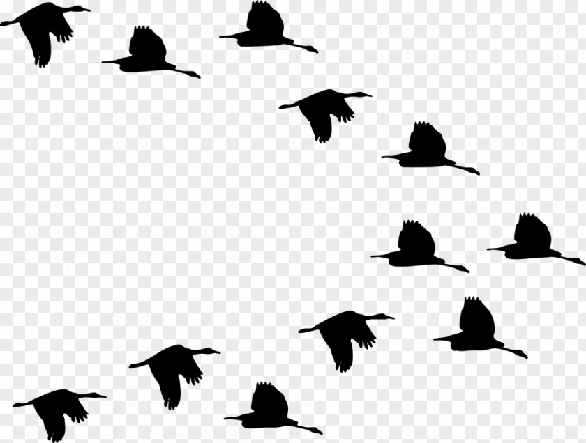 Cartoon Seagull Duck Clip Art Flight Goose Silhouette PNG