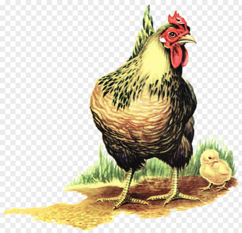 Chickens Chicken Phasianidae Bird The Little Red Hen Fowl PNG