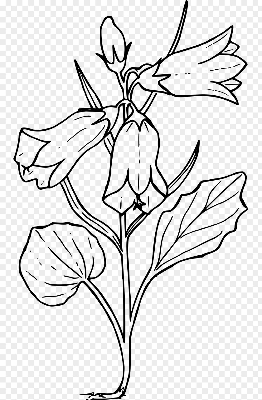 Flower Harebell Drawing Wildflower Clip Art PNG