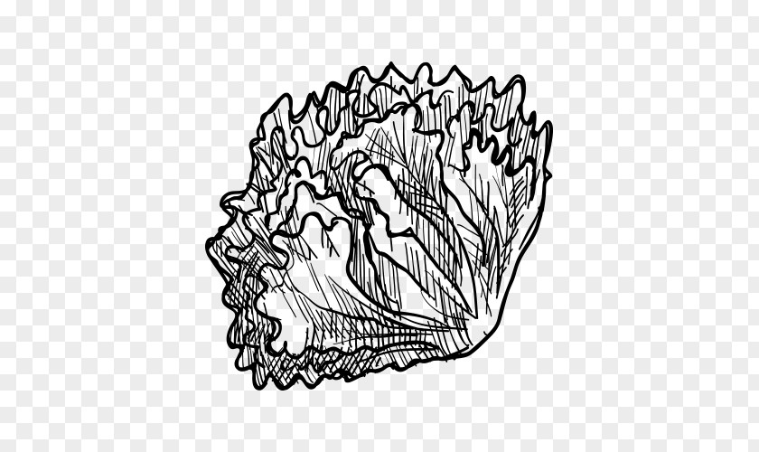 Hand-painted Artwork Cabbage Visual Arts Vegetable Drawing Fruit Sketch PNG