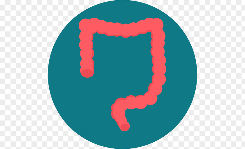 Intestine Large PNG