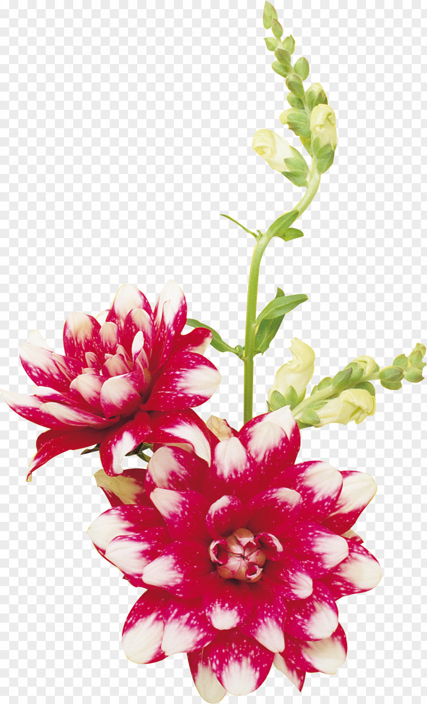 Purple Flower Floral Design Clip Art PNG