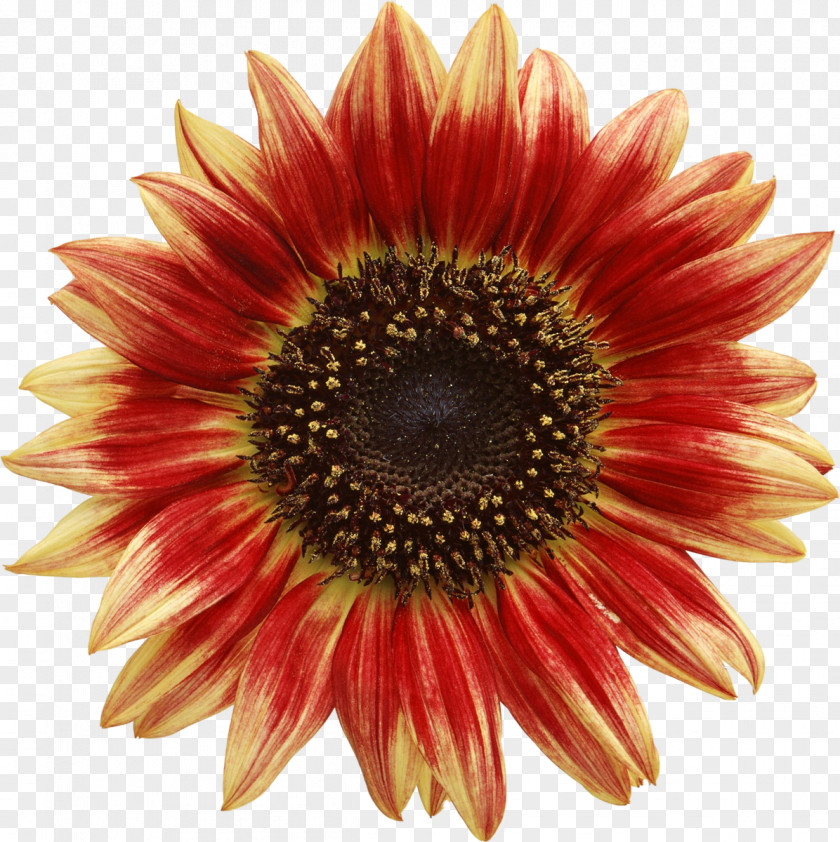 Sunflower Common Red PNG