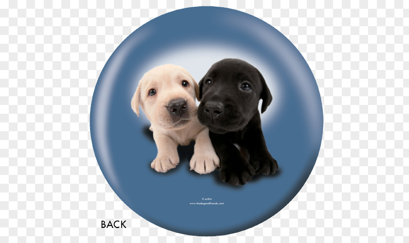 Labrador Dog Retriever Puppy Breed Companion PNG