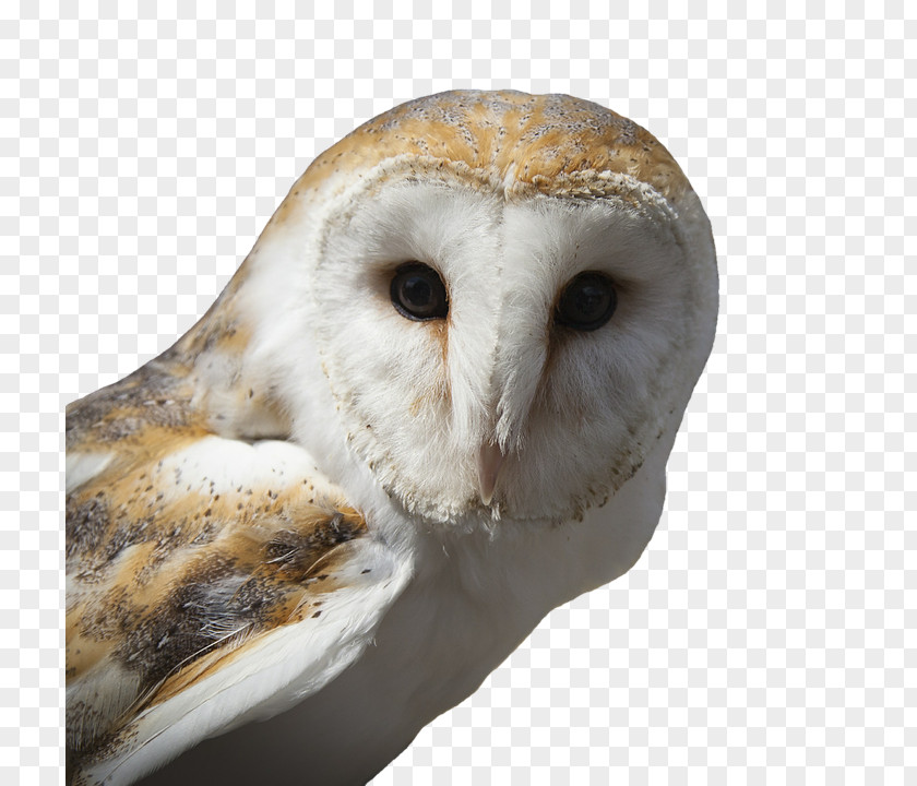 Owl Tawny Bird Snowy Barn PNG