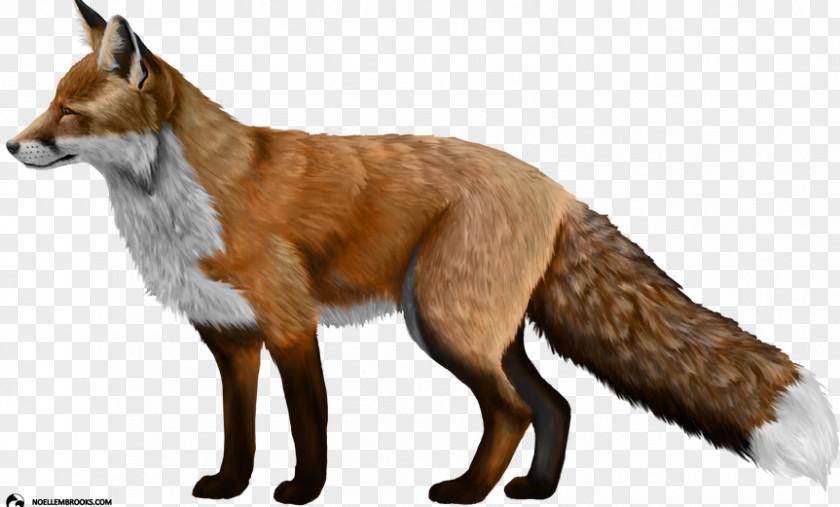 RED Fox Domesticated Red Silver Clip Art PNG