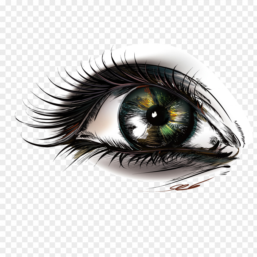 Vector Eyes Bright Eye Euclidean PNG