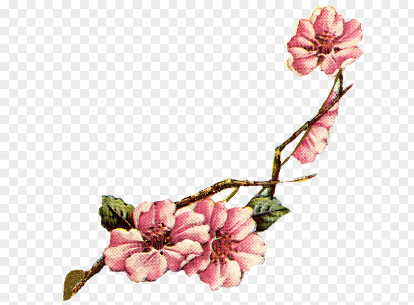 Cherry Blossom Communication Radio 8tracks.com Playlist PNG