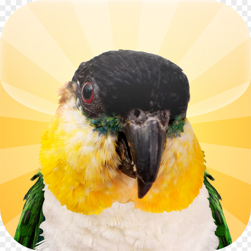 Parrot Beak Close-up PNG