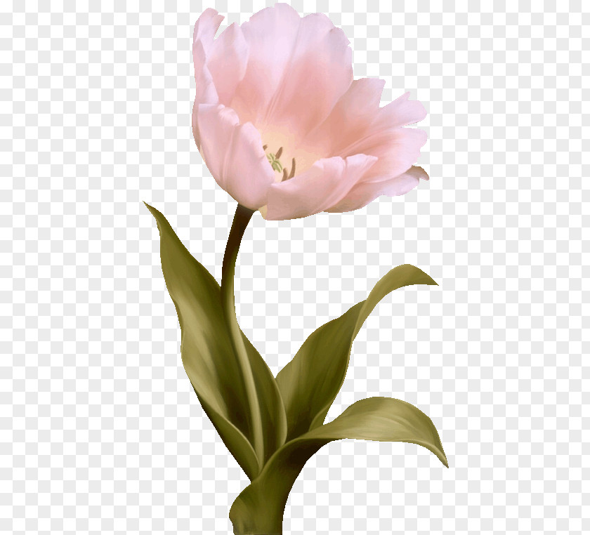 Pink Tulips Tulip Flower PNG