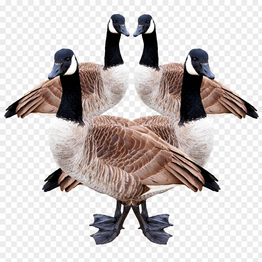 Canada Goose Duck Douchegordijn Feather PNG