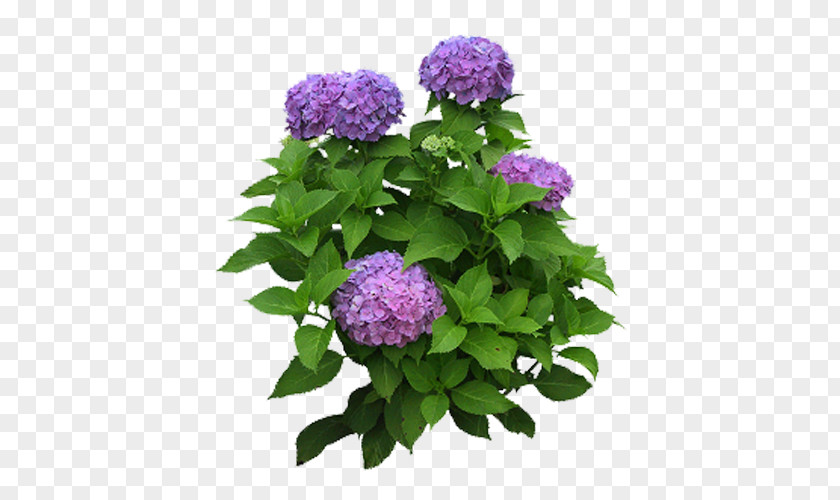 Flower Garden Hydrangea Shrub PNG