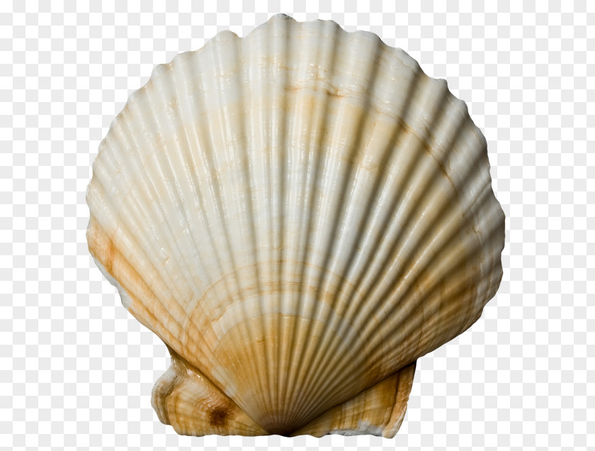 Seashell Cockle T-shirt Stock Photography Veneroida PNG