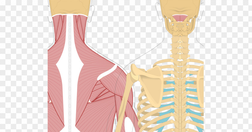 Splenius Capitis Muscle Semispinalis Cervicis Obliquus Superior PNG