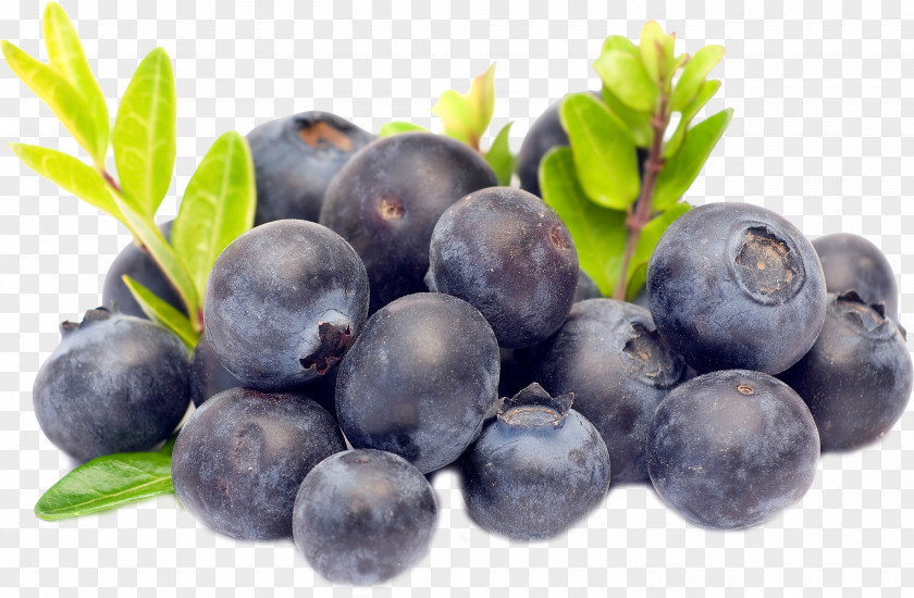 Blueberries Torte Blueberry Bilberry Fruit PNG