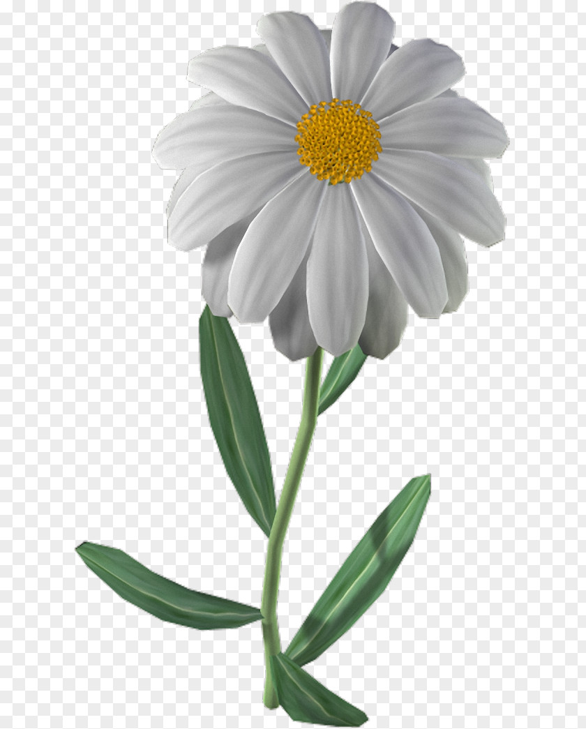 Chamomile Common Daisy Oxeye Chrysanthemum ×grandiflorum Family PNG