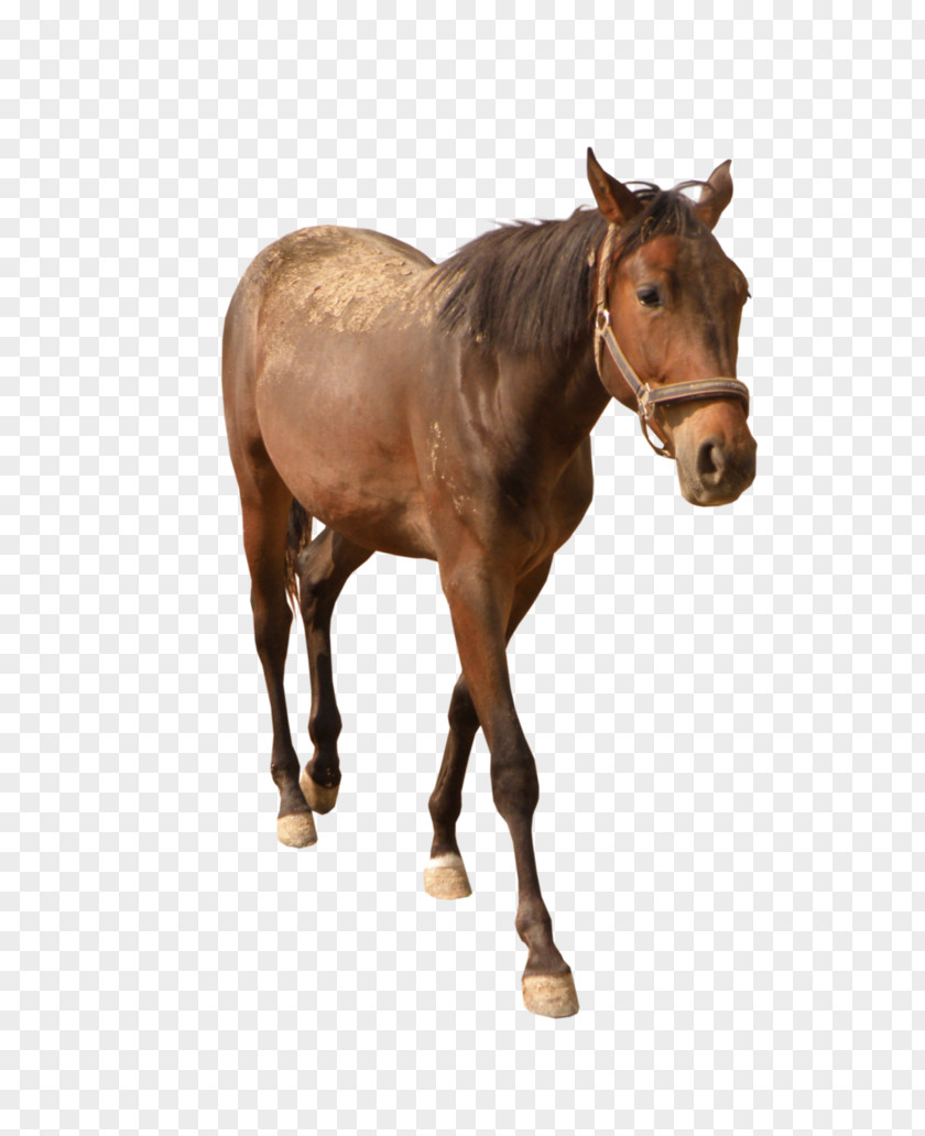 Dalahorse Mustang Adobe Photoshop Image Desktop Wallpaper PNG
