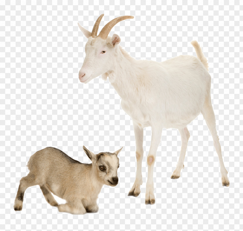 Goat Lamb Pictures Nigerian Dwarf Sheep Cattle Farm Livestock PNG