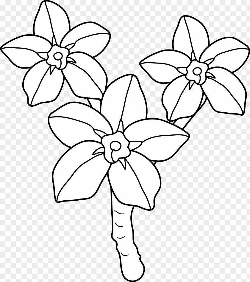 Flower Coloring Book Scorpion Grasses Clip Art PNG