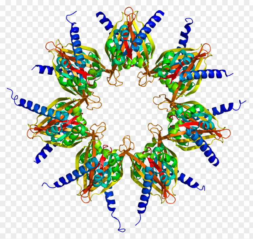 Introduction To Protein Structure Ca2+/calmodulin-dependent Kinase CAMK2A PNG