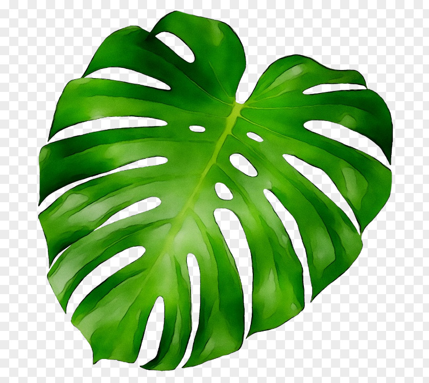 Leaf Plants Plant Stem Clip Art PNG