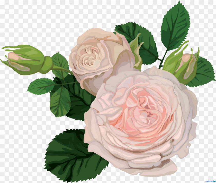 RISE Flower Garden Roses Rosa Chinensis Floristry PNG
