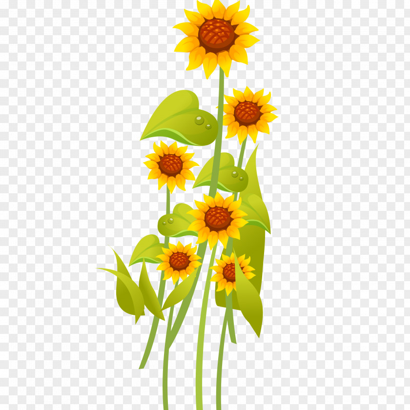 Sunflower Common Cartoon Drawing PNG