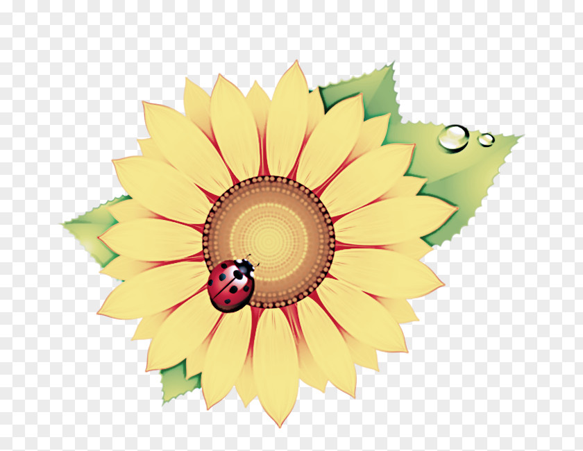 Sunflower Plant PNG