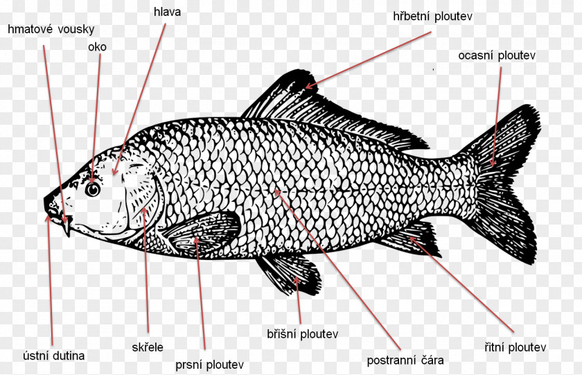 Fishing Koi Carp Clip Art PNG