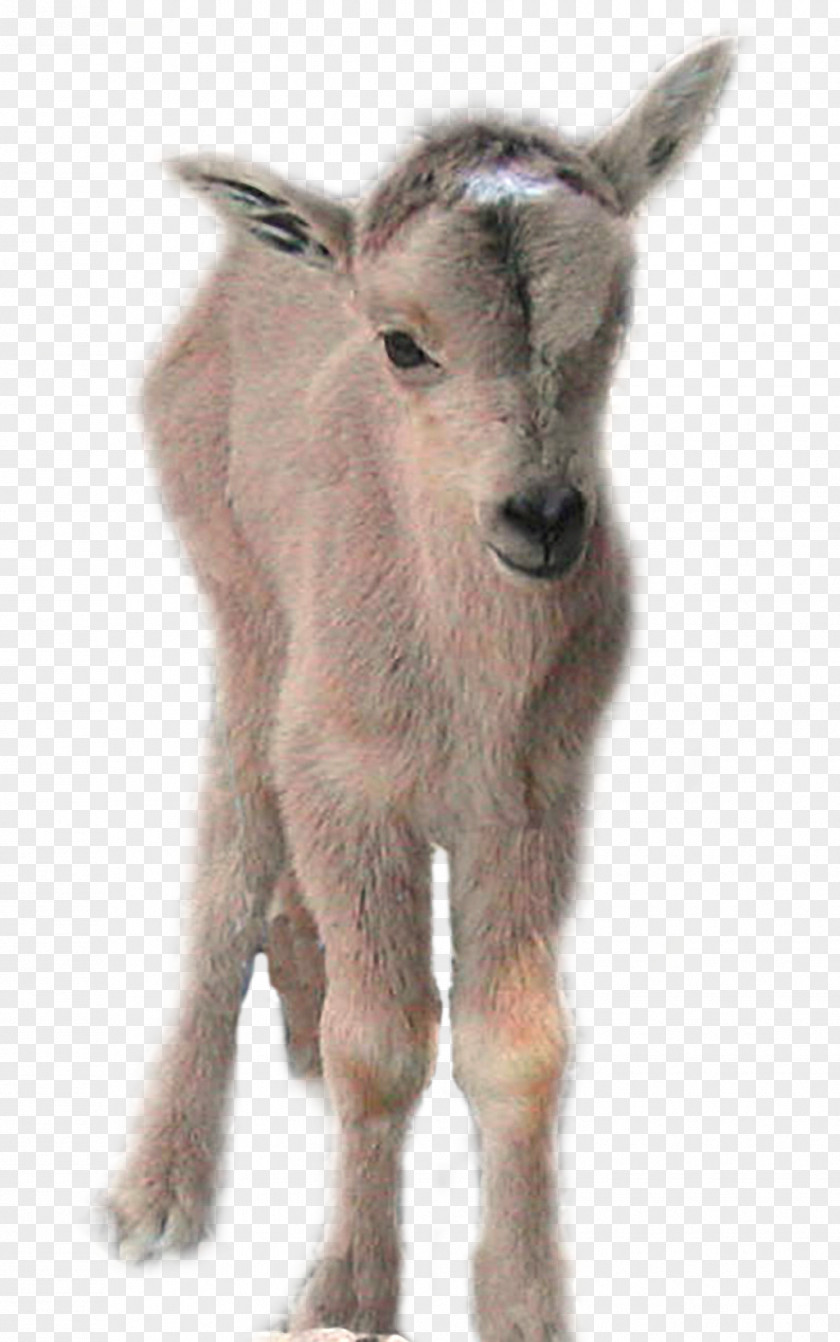 Goat Gray Wolf Barbary Sheep Cattle PNG