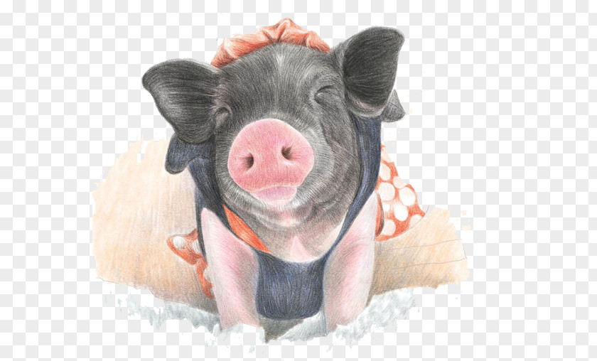 Pig Domestic Pencil Watercolor Painting Paintbrush Drawing PNG