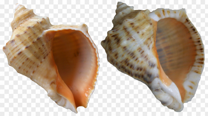 Rapana Shells Clip Art Veined Rapa Whelk Black Sea Molluscs Seashell PNG