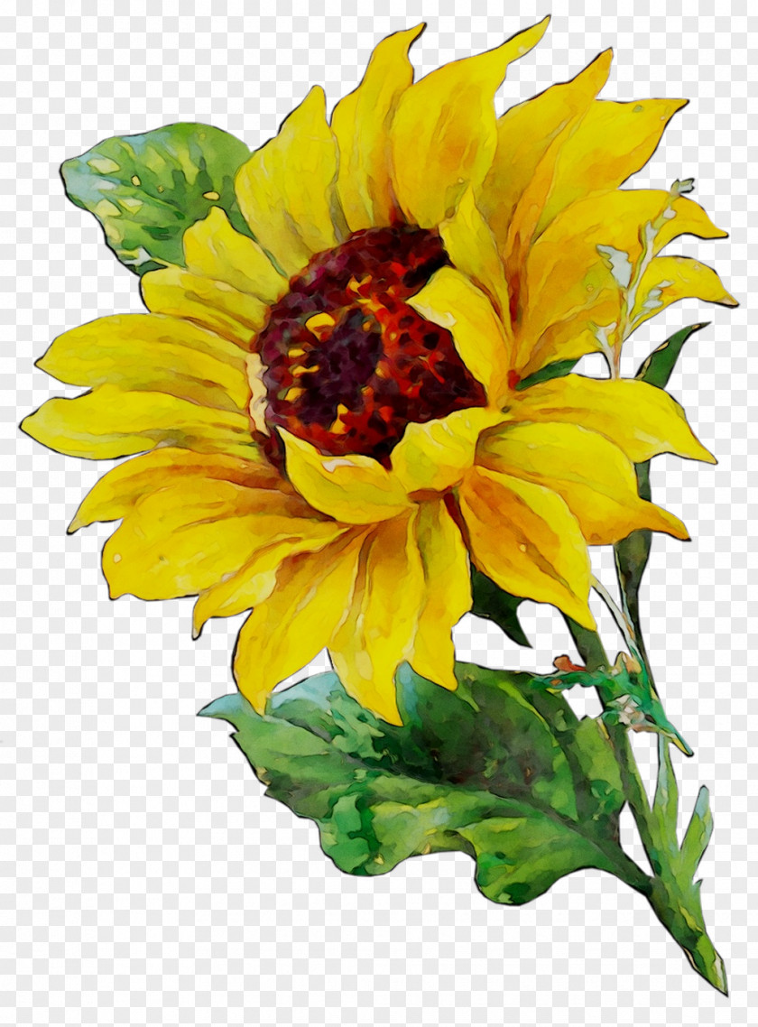 Common Sunflower Watercolor Painting Art Watercolor: Flowers PNG