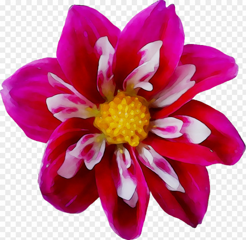 Dahlia Chrysanthemum Annual Plant Herbaceous Cut Flowers PNG