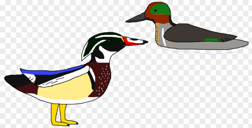 Duck Mallard Fauna Beak Clip Art PNG