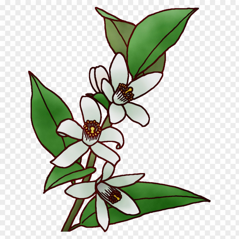 Floral Design PNG