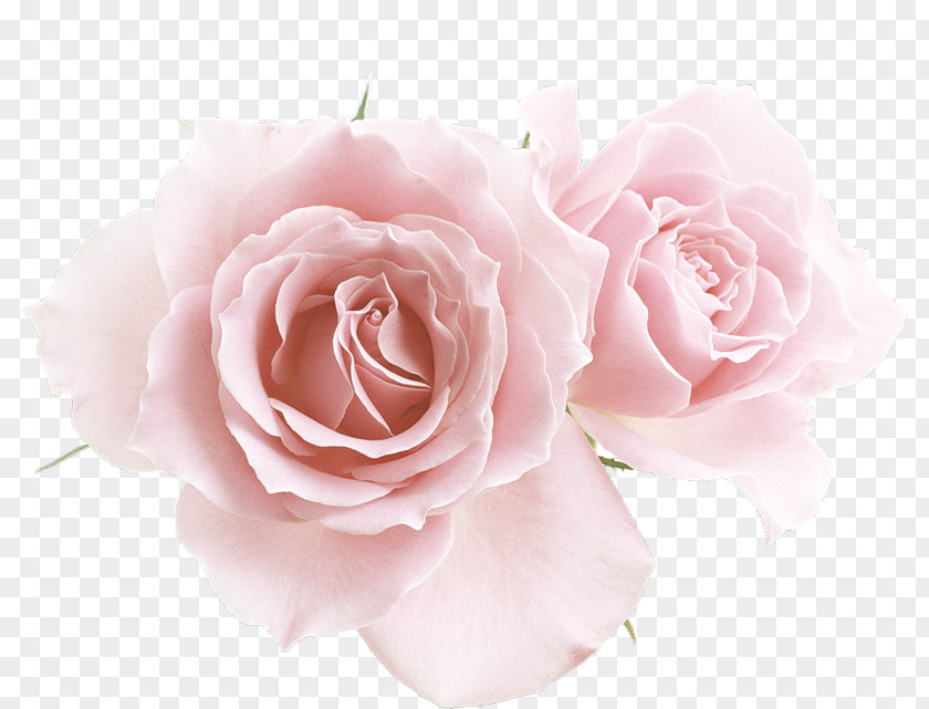 Flower Garden Roses PNG