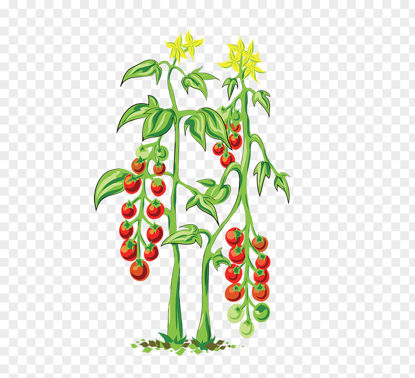 Greenify Cherry Tomato Flowerpot Plant Vegetable PNG