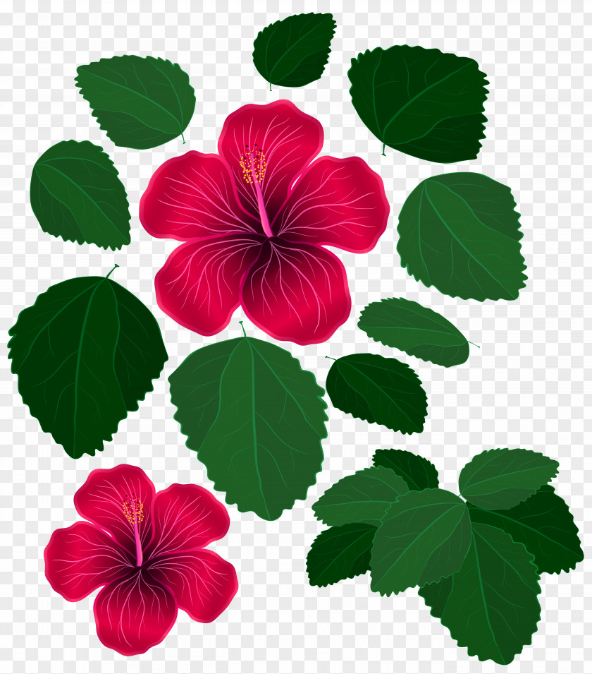 Hibiscus Flower Leaf Red Clip Art PNG