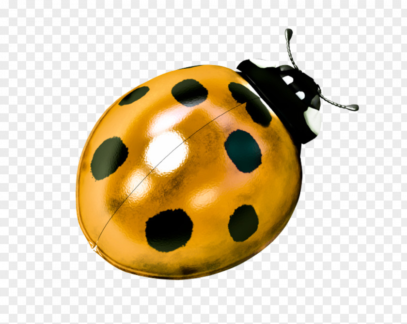 Ladybugs Movie Ladybird Beetle Filmmaking Production Companies PNG
