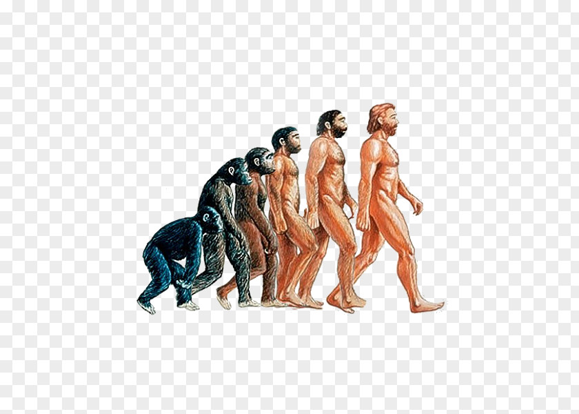 Orangutan Homo Sapiens Neanderthal Human Evolution Primate PNG