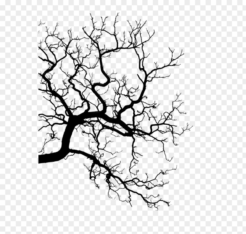 Silhouette Twig Drawing Line Art PNG